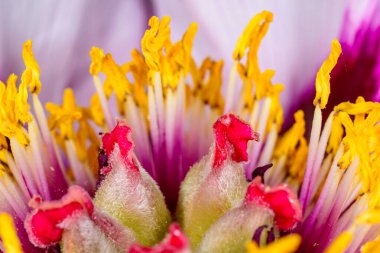 Sarı keklere ve ağaçtaki şakayık çiçeğinin ortasındaki kırmızı papatyalara yakın bir yerde. Odessa 'da bir bahçedeki süs bitkisi.