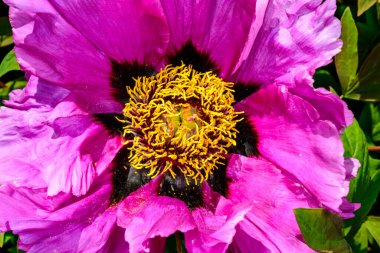 Ağaç şakayığı çiçeğinin yakın çekimi, sarı mantarlar ve çiçek merkezinin kırmızı çitleri.