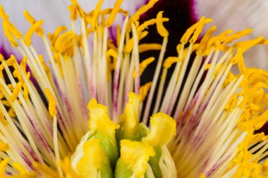 Sarı keklere ve ağaçtaki şakayık çiçeğinin ortasındaki kırmızı papatyalara yakın bir yerde. Odessa 'da bir bahçedeki süs bitkisi.