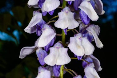 Çin salkımı - Wisteria sinensis, tırmanan bir bitki üzerindeki mor çiçeklerin infloresansı