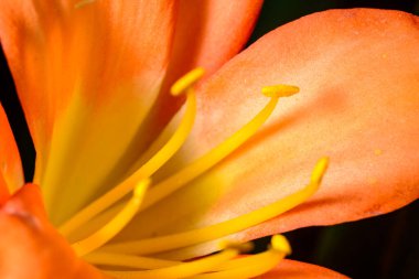 Kapatın turuncu Clivia çiçeğini, uzun sarı mantarlı ve erkekli..