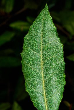 Yeşil yaprak Elaeagnus pungens, tropik bir seradaki ağaç yaprağının alışılmadık noktalı yapısı