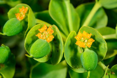 Euphorbia serrata, bahçede bitkisel süs tohumları olan meyveler.