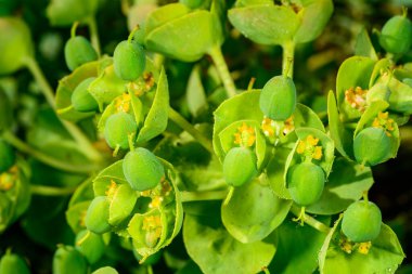 Euphorbia serrata, bahçede bitkisel süs tohumları olan meyveler.
