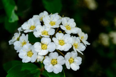 Spiraea, bir çalılığın dalında küçük beyaz çiçeklerle dolunaya yakın çekim.