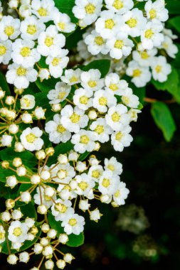 Spiraea, bir çalılığın dalında küçük beyaz çiçeklerle dolunaya yakın çekim.
