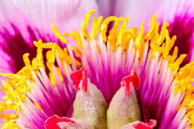 Sarı keklerin yakın çekimi ve ağaçtaki şakayık çiçeğinin ortasındaki kırmızı demetler. Süslü bir bitki.