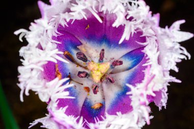 Erkeksi bir çiçeğin içine yakın çekim ve püsküllü bir lale.