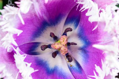 Ukrayna 'daki püsküllü bir lalenin erkek organı ve erkek organı.