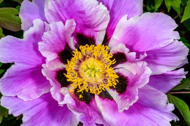 Şakayık çiçeği, sarı kekik ve Ukrayna 'nın çiçek merkezinin kırmızı desenleri.