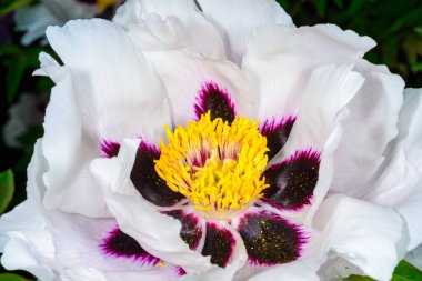 Şakayık çiçeği, sarı kekik ve Ukrayna 'nın çiçek merkezinin kırmızı desenleri.