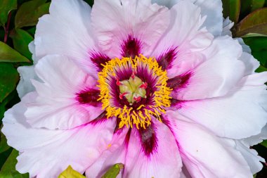 Şakayık çiçeği, sarı kekik ve Ukrayna 'nın çiçek merkezinin kırmızı desenleri.