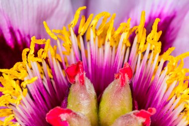 Sarı pudinglerin ve ağaçtaki şakayık çiçeğinin ortasındaki kırmızı buklelerin yakın çekimi - Ukrayna 'da bir bahçedeki süs bitkisi,