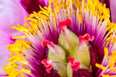 Sarı pudinglerin ve ağaçtaki şakayık çiçeğinin ortasındaki kırmızı buklelerin yakın çekimi - Ukrayna 'da bir bahçedeki süs bitkisi,