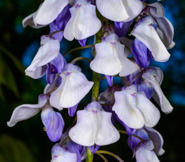 Çin salkımı - Wisteria sinensis, Odessa, Odessa 'daki bir tırmanma bitkisindeki mor çiçeklerin cilvesi