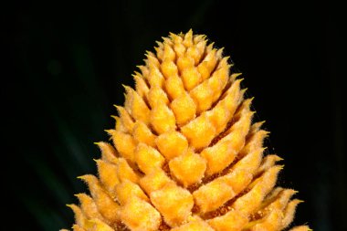 Cycas revoluta - erkek bisiklet bitkisi bahçede çiçek açıyor, Ukrayna