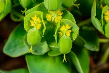 Euphorbia serrata, bahçede bitkisel süs bitkisi tohumlu meyveler, Odessa