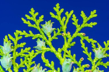 Doğu beyaz sedir ağacı Thuja bataryaları, mavi gökyüzüne karşı koni dalları.