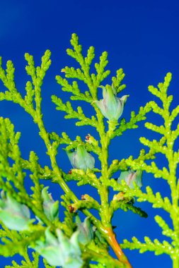 Doğu beyaz sedir ağacı Thuja bataryaları, mavi gökyüzüne karşı koni dalları.