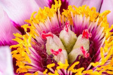Sarı pudinglerin ve ağaçtaki şakayık çiçeğinin ortasındaki kırmızı buklelerin yakın çekimi - Ukrayna 'da bir bahçedeki süs bitkisi,