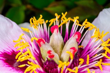 Sarı pudinglerin ve ağaçtaki şakayık çiçeğinin ortasındaki kırmızı buklelerin yakın çekimi - Ukrayna 'da bir bahçedeki süs bitkisi,