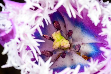 Ukrayna 'daki püsküllü bir lalenin erkek organı ve erkek organı.