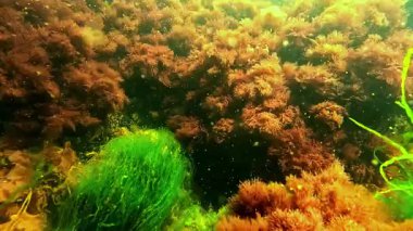 Sualtı manzarası, kırmızı ve yeşil algler kıyıya yakın taşlarda yetişir ve suyu oksijenle doldurur.