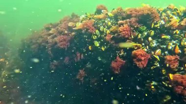 Karadeniz 'de sualtı yaşamı, midyelerle kaplanmış büyük bir taş, Mytilus dörtnala ve kıyıya yakın kırmızı algler.