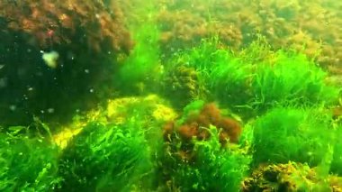 Yeşil yosun Enteromorpha bağırsağı. Tallus 'un içinde kayalar üzerinde alg kabarcıkları var.