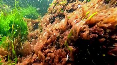 Yeşil algler Enteromorpha bağırsakları ve kırmızı seramium algleri temiz suda kıyıda büyür.