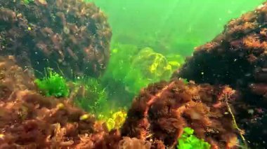 Sualtı manzarası, kırmızı ve yeşil algler kıyıya yakın taşlarda yetişir ve suyu oksijenle doldurur.