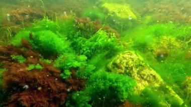 Yeşil algler Enteromorpha bağırsakları ve kırmızı seramium algleri temiz suda kıyıda büyür.