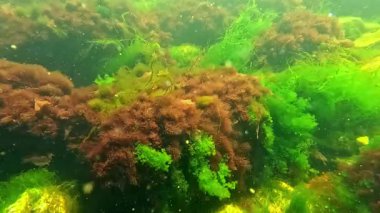 Sualtı manzarası, kırmızı ve yeşil algler kıyıya yakın taşlarda yetişir ve suyu oksijenle doldurur.