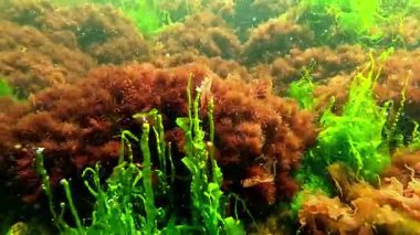 Sualtı manzarası, kırmızı ve yeşil algler kıyıya yakın taşlarda yetişir ve suyu oksijenle doldurur.