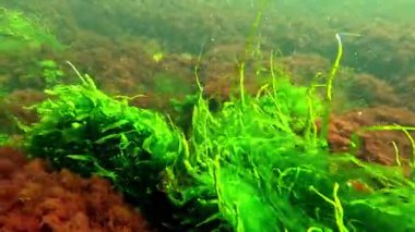 Yeşil yosun Enteromorpha ve kırmızı seramium algleri temiz şeffaf suda taşların üzerinde.