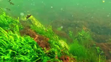 Yeşil yosun Enteromorpha ve kırmızı seramium algleri temiz şeffaf suda taşların üzerinde.
