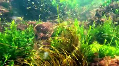 Yeşil yosun Enteromorpha ve kırmızı seramium algleri temiz şeffaf suda taşların üzerinde.