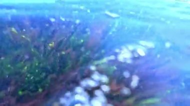 Yeşil algler Enteromorpha ve kırmızı seramium yosunları Karadeniz 'deki temiz saydam sularda taşların üzerinde.