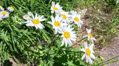 Tanasetum partenyum, humma olarak bilinir, beyaz papatya benzeri çiçekler bahçede rüzgarda sallanır.