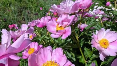 Bahçede sarı desenli şakayık desenli pembe çiçekler.