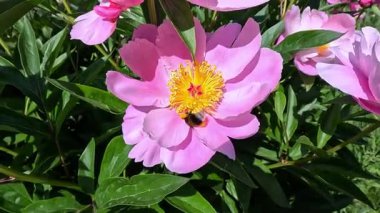 Bahçede sarı desenli şakayık desenli pembe çiçekler.