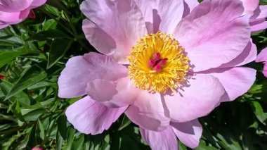 Bahçede sarı desenli şakayık desenli pembe çiçekler.