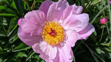 Bahçede sarı desenli şakayık desenli pembe çiçekler.