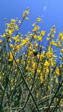 Xylocopa ihlali, menekşe marangoz arısı, sarı çiçeklerde nektar toplayan büyük mavi arı.
