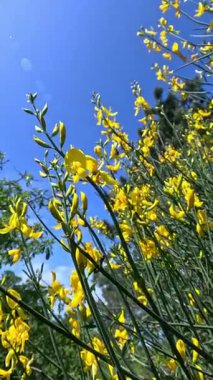 İspanyol süpürgesi Spartium ormanı, mavi gökyüzüne karşı sarı çiçekli bitki