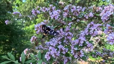 Dokuz noktalı güve veya sarı kuşaklı burnet (Amata phegea, Syntomis phegea), kelebek mor çiçeklerde nektar toplar.