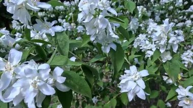 Sahte Portakal çiçeği açan beyaz çiçekler ya da bahçede yasemin.