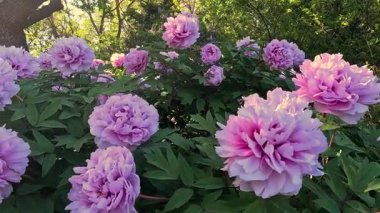 Bahçede pembe çifte çiçeklerle açan bir ağaç şakayığı çalısı.