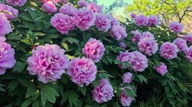 Bahçede pembe çifte çiçeklerle açan bir ağaç şakayığı çalısı.