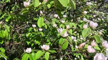 Bahçede beyaz ve pembe çiçekler açan bir ayva ağacı.